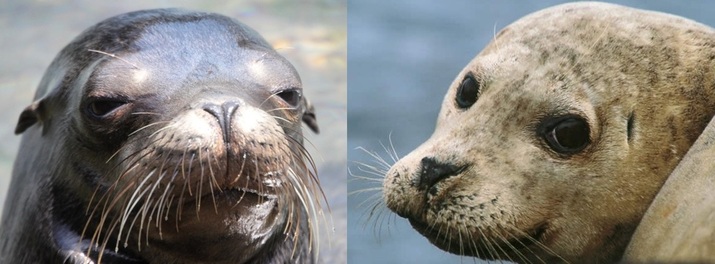 Cómo distinguimos un león marino de una foca? - THE BIOLOGIST APPRENTICE