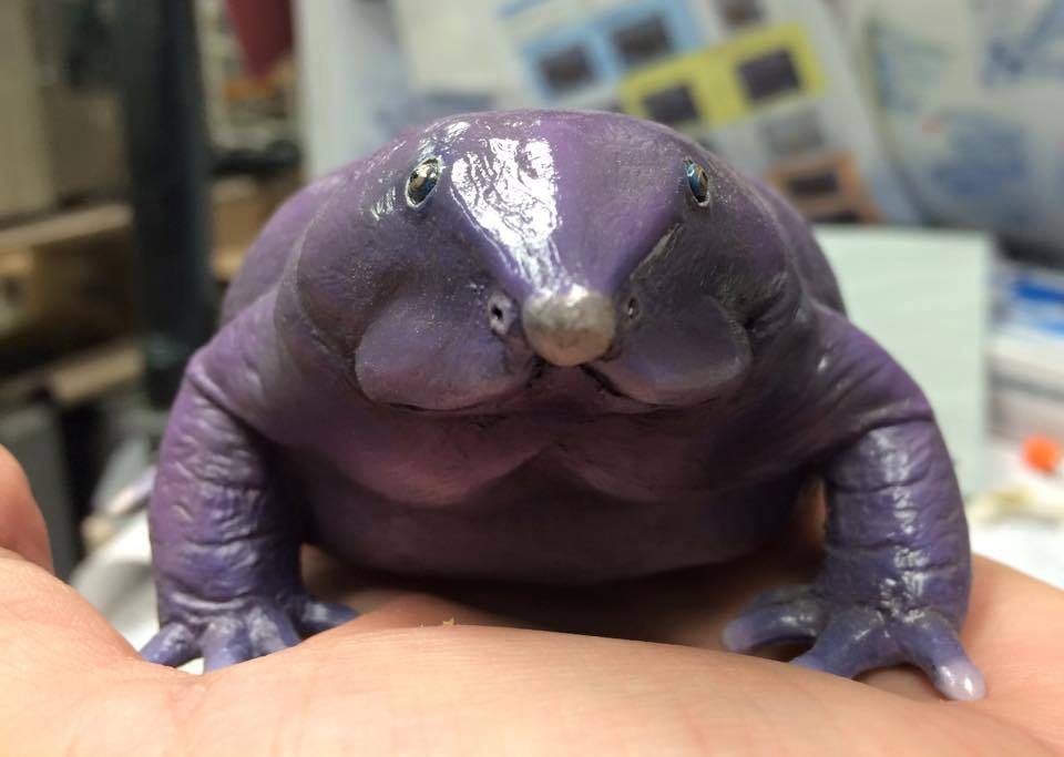 Frog the purple Why Did